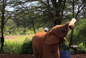 Parc de Nairobi, sanctuaire des éléphants et centre des girafes avec options