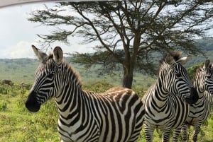 Parc de Nairobi, sanctuaire des éléphants et centre des girafes avec options