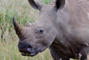 Parc de Nairobi, sanctuaire des éléphants et centre des girafes avec options