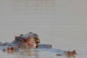 Parc de Nairobi, sanctuaire des éléphants et centre des girafes avec options