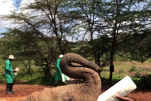Parc de Nairobi, sanctuaire des éléphants et centre des girafes avec options