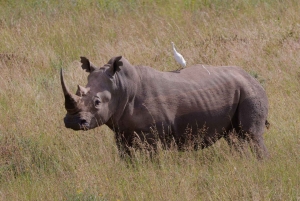 Parc de Nairobi, sanctuaire des éléphants et centre des girafes avec options