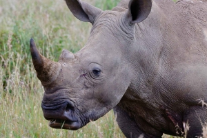 Parc de Nairobi, sanctuaire des éléphants et centre des girafes avec options