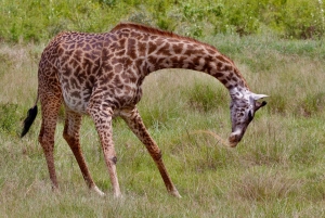 Parc de Nairobi, sanctuaire des éléphants et centre des girafes avec options