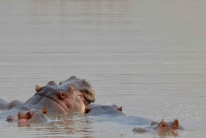 Parc de Nairobi, sanctuaire des éléphants et centre des girafes avec options