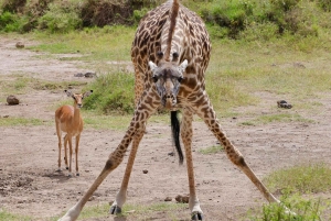 Parc de Nairobi, sanctuaire des éléphants et centre des girafes avec options