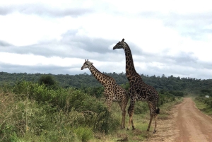 Parc de Nairobi, sanctuaire des éléphants et centre des girafes avec options