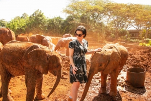 Nairobi Park Game Drive, Elephant Orphanage & Giraffe Centre