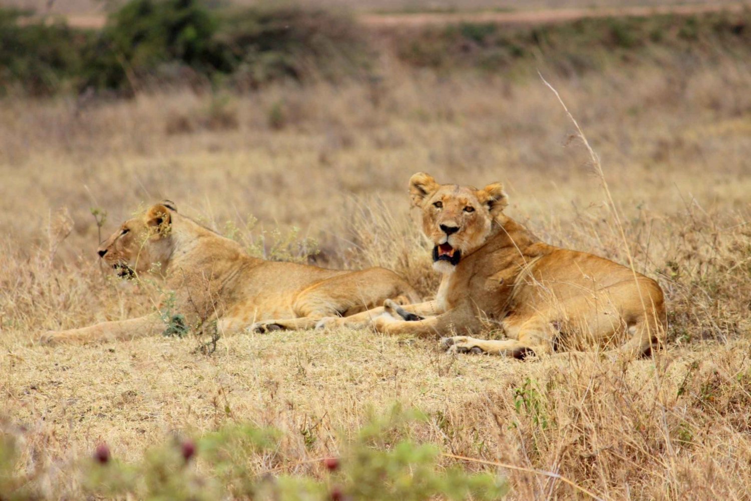 Excursão guiada pelo Nairobi Park Game Drive com embarque gratuito no hotel