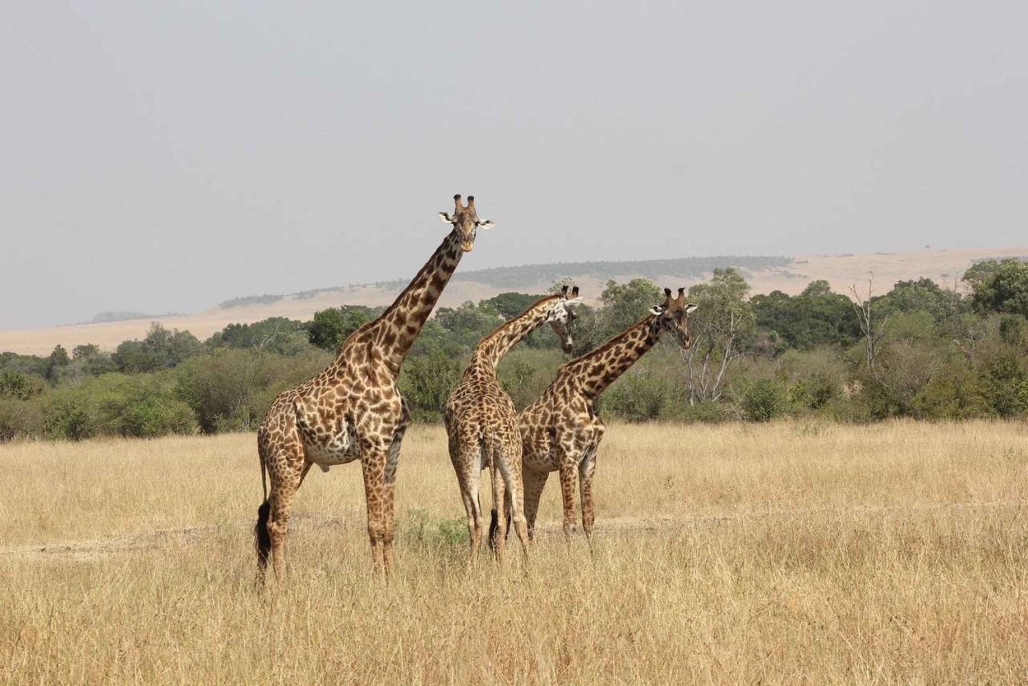 Nairobi Park Game Drive Guided Tour With Free Hotel Pick up