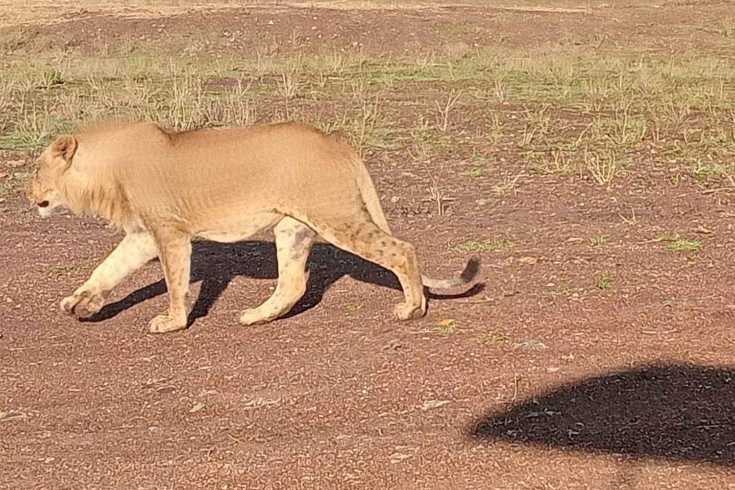 Park Narodowy Nairobi: przejażdżka z opcją zobaczenia słoni i żyraf