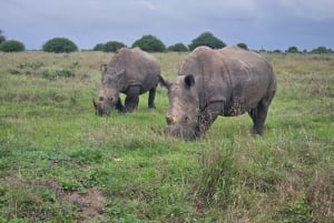 Park Narodowy Nairobi: przejażdżka z opcją zobaczenia słoni i żyraf