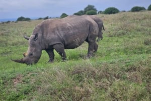 Park Narodowy Nairobi: przejażdżka z opcją zobaczenia słoni i żyraf