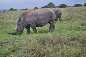 Park Narodowy Nairobi: przejażdżka z opcją zobaczenia słoni i żyraf