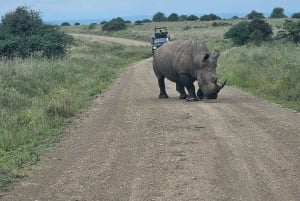Park Narodowy Nairobi: przejażdżka z opcją zobaczenia słoni i żyraf