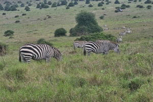 Park Narodowy Nairobi: przejażdżka z opcją zobaczenia słoni i żyraf