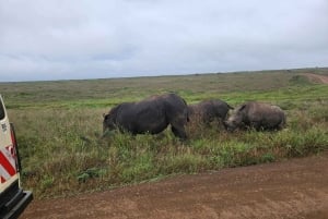 Park Narodowy Nairobi: przejażdżka z opcją zobaczenia słoni i żyraf