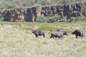 Nairobi: Privat 5-dages tur til Maasai Mara, Nakuru og Naivasha