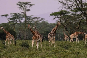 Nairobi : Circuit privé de 5 jours au Maasai Mara, à Nakuru et à Naivasha