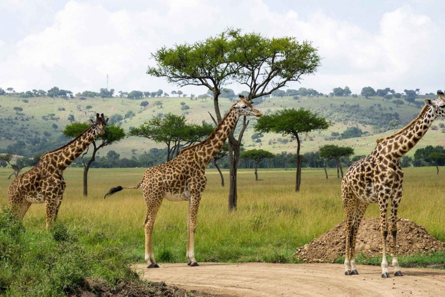 Nairobi: Yksityinen 6 päivän Maasai Mara, Nakuru & Naivasha safari