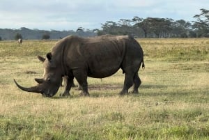 Nairobi: Prywatne 6-dniowe safari Maasai Mara, Nakuru i Naivasha