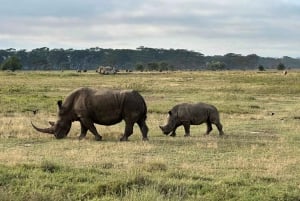 Nairobi Safari privado de 6 días a Maasai Mara, Nakuru y Naivasha