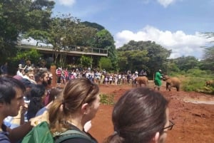 Nairobi: tour privato dell'orfanotrofio degli elefanti