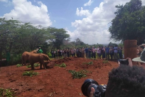 Nairobi: Private Elephant Orphanage All Inclusive Tour