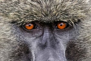 Visite d'une journée au parc national du lac Nakuru depuis Nairobi