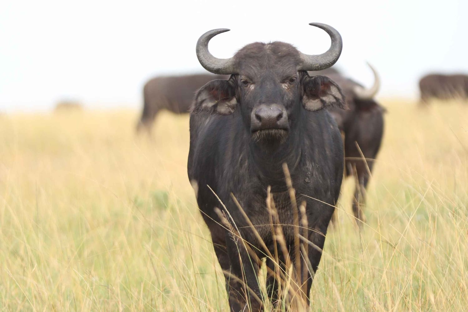 Nairobi: privat safari i Maasai Mara med lunsj og henting