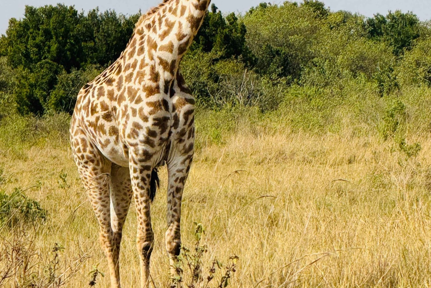 Nairobi: privat safari i Maasai Mara med lunsj og henting