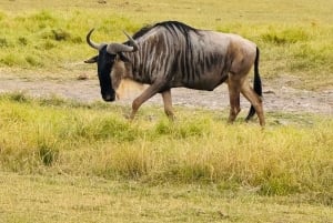 Nairobi: privat safari i Maasai Mara med lunsj og henting