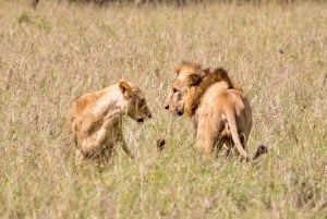 Nairobi: privat safari i Maasai Mara med lunsj og henting