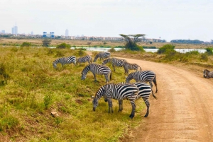 Nairobi: Prywatna wycieczka po parku narodowym i doświadczenie z drapieżnikami