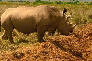 Nairobi: Privat nationalpark-tur og kødædende oplevelse