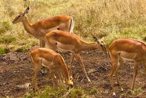 Nairobi: Tour privato del parco nazionale ed esperienza con i carnivori
