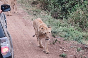 Nairobi : Visite privée du parc national et expérience avec les carnivores
