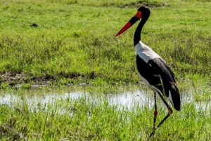 Nairobi: Privat nationalpark-tur og kødædende oplevelse