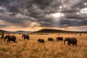 Nairóbi: Safári privado durante a noite no Parque Nacional Amboseli