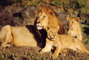 Nairobi: Safari i Amboselis nationalpark med privat övernattning