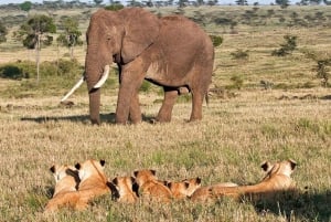 Nairobi: Safari i Amboselis nationalpark med privat övernattning