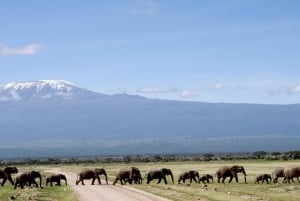 Nairobi: Privat safari med overnatning i Amboseli National Park