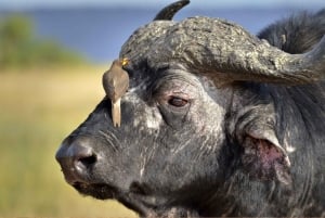 ナイロビアンボセリ国立公園プライベートサファリ（1泊