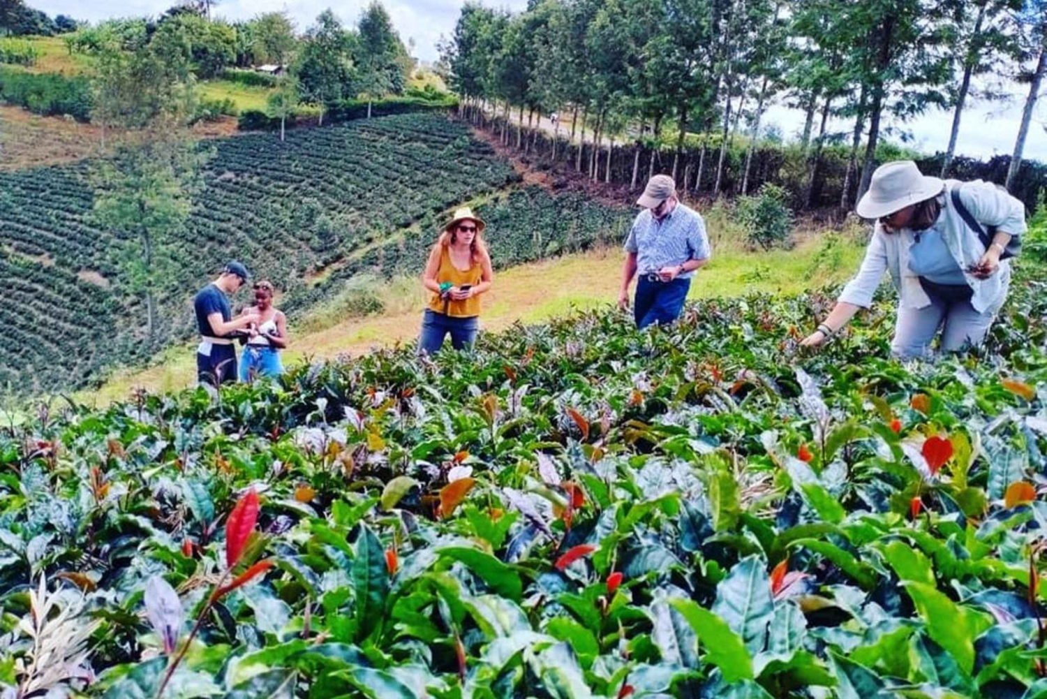 Nairobi: Purple Tea Farm Gatura Greens Day Trip