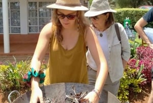 Nairobi: Greens päiväretki: Purple Tea Farm Gatura Greens