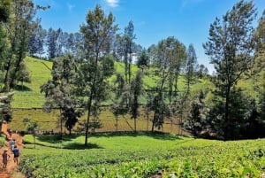 Nairobi: Greens päiväretki: Purple Tea Farm Gatura Greens