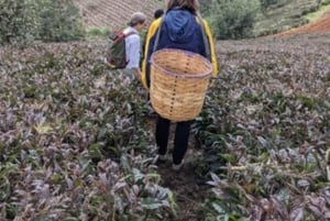 Nairobi: Greens päiväretki: Purple Tea Farm Gatura Greens