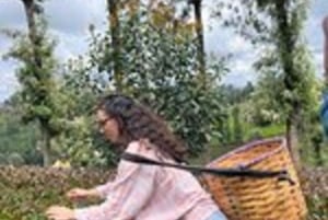 Nairobi: visita a una plantación de té púrpura y degustación