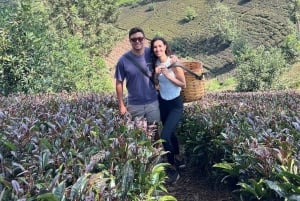 Nairobi: visita a una plantación de té púrpura y degustación