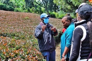 Nairobi: visita a una plantación de té púrpura y degustación